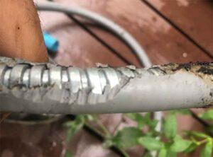 Rodent damage on BBQ hose